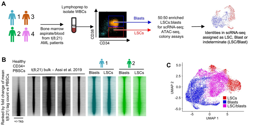 Natu Commun:揭示白血病干細胞在化療后促進自身生長機制 Natu Commun:揭示白血病干細胞在化療后促進自身生長機制