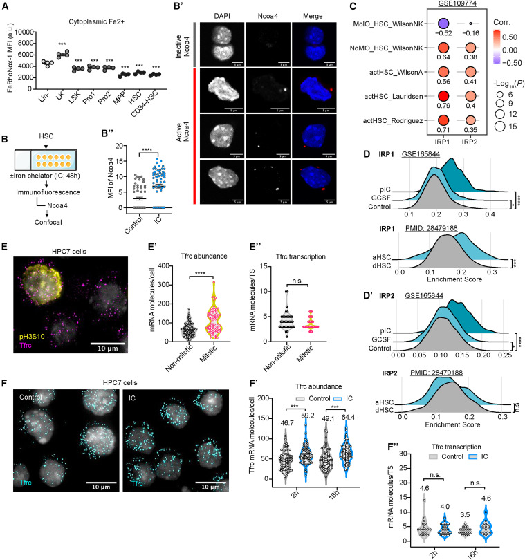 Cell Stem Cell:鐵流變器控制造血干細(xì)胞的命運(yùn) Cell Stem Cell:鐵流變器控制造血干細(xì)胞的命運(yùn)