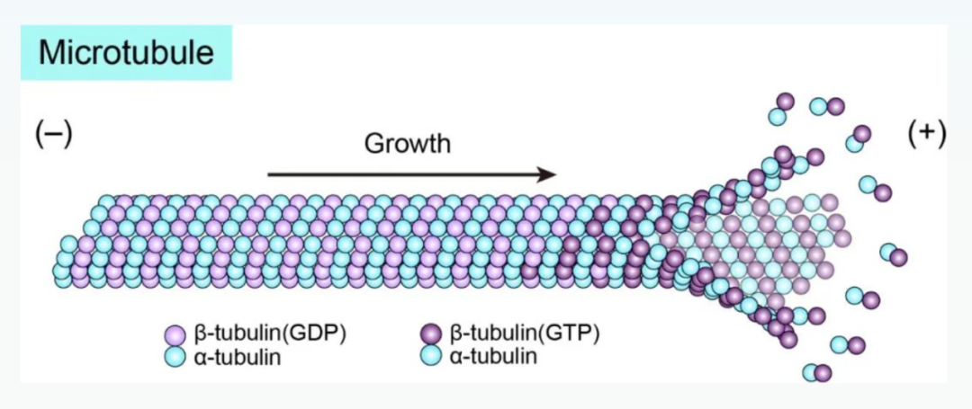 Science重磅:首次捕獲人類細胞“高速公路”構建過程的高分辨率圖像,為微管相關疾病的治療指明新的方向! Science重磅:首次捕獲人類細胞“高速公路”構建過程的高分辨率圖像,為微管相關疾病的治療指明新的方向!