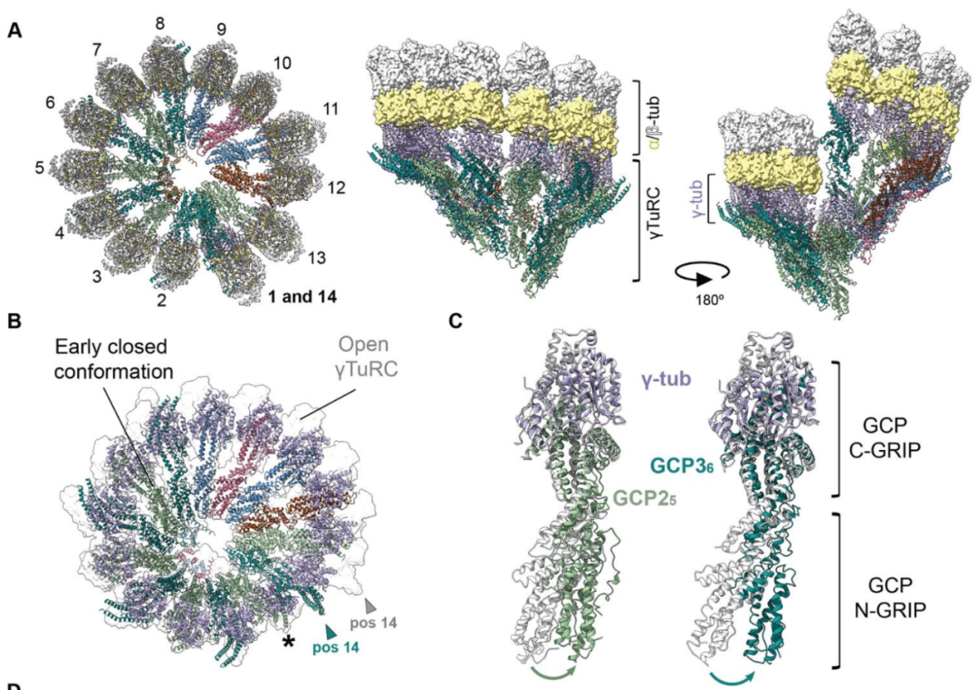 Science重磅:首次捕獲人類細胞“高速公路”構建過程的高分辨率圖像,為微管相關疾病的治療指明新的方向! Science重磅:首次捕獲人類細胞“高速公路”構建過程的高分辨率圖像,為微管相關疾病的治療指明新的方向!