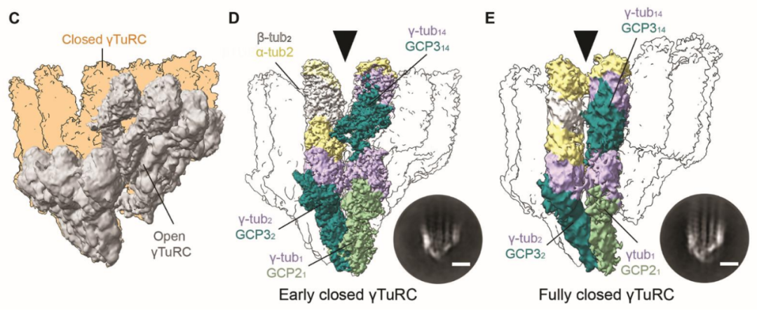 Science重磅:首次捕獲人類細胞“高速公路”構建過程的高分辨率圖像,為微管相關疾病的治療指明新的方向! Science重磅:首次捕獲人類細胞“高速公路”構建過程的高分辨率圖像,為微管相關疾病的治療指明新的方向!