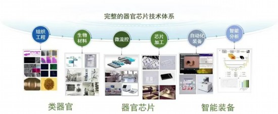 東南大學團隊牽頭完成中國首個器官芯片國家標準 東南大學團隊牽頭完成中國首個器官芯片國家標準